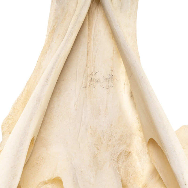 Replica Narwhal Skull (Tusk Included) with Stand