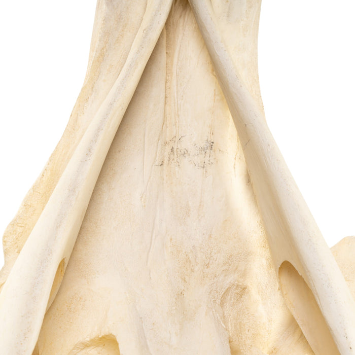 Replica Narwhal Skull (Tusk Included) with Stand