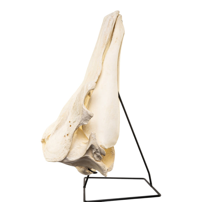 Replica Narwhal Skull (Tusk Included) with Stand