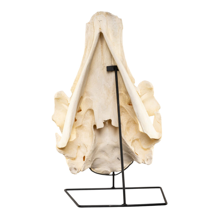 Replica Narwhal Skull (Tusk Included) with Stand