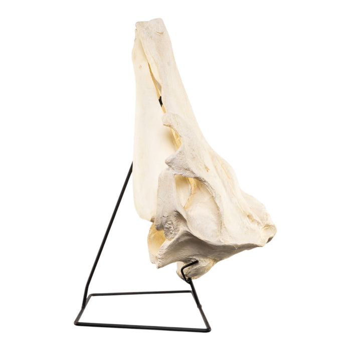Replica Narwhal Skull (Tusk Included) with Stand
