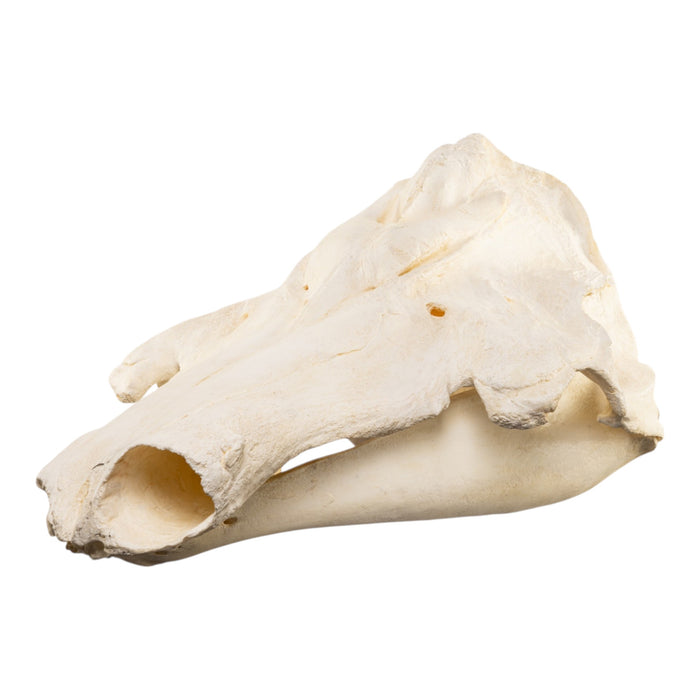 Replica Narwhal Skull (Tusk Included) with Stand