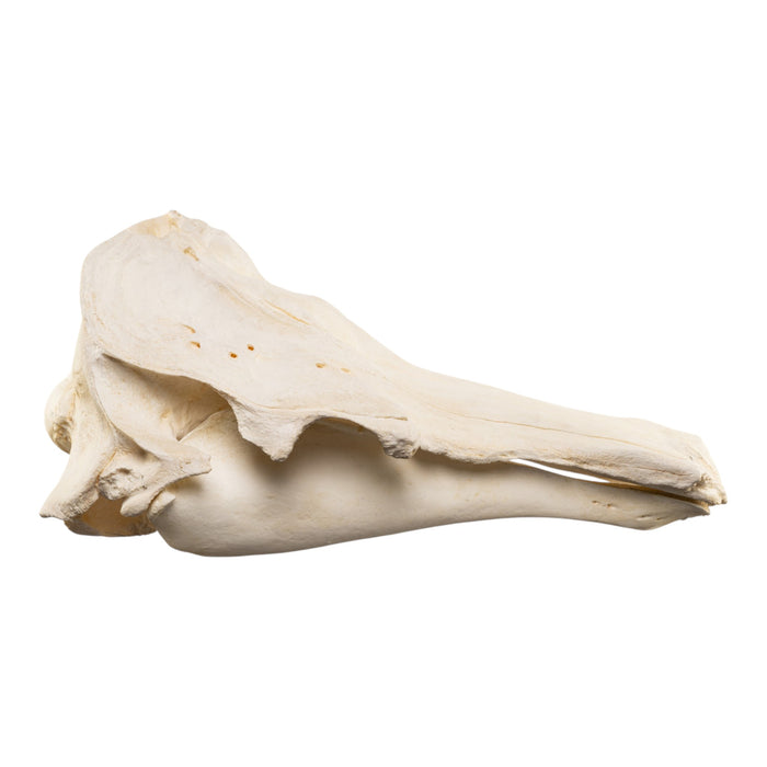 Replica Narwhal Skull (Tusk Included) with Stand