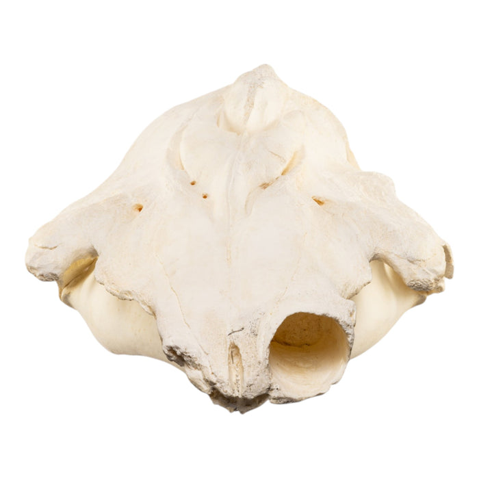 Replica Narwhal Skull (Tusk Included) with Stand