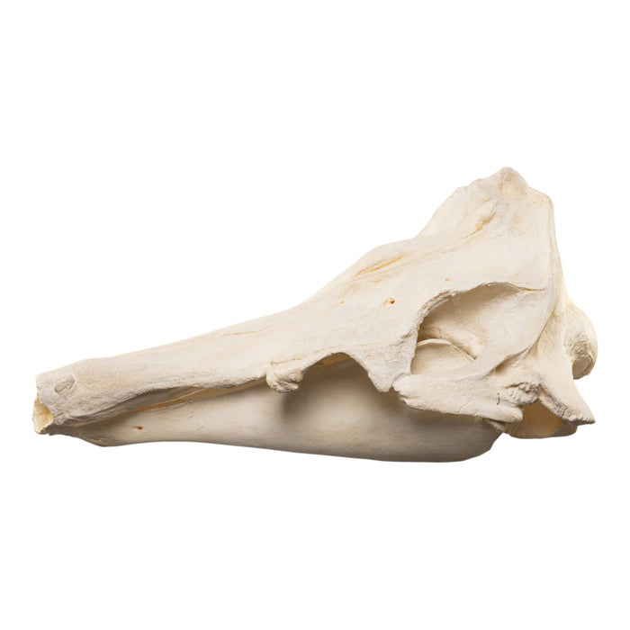 Replica Narwhal Skull (Tusk Included) with Stand