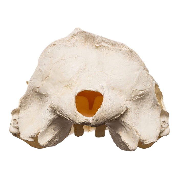 Replica Narwhal Skull (Tusk Included) with Stand