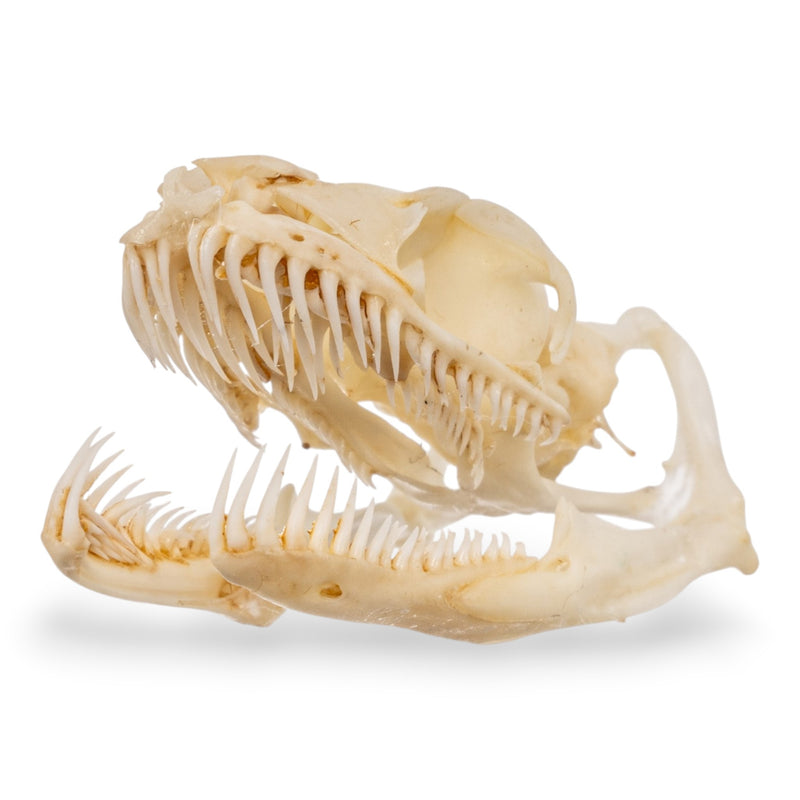 Real Ball Python Skull