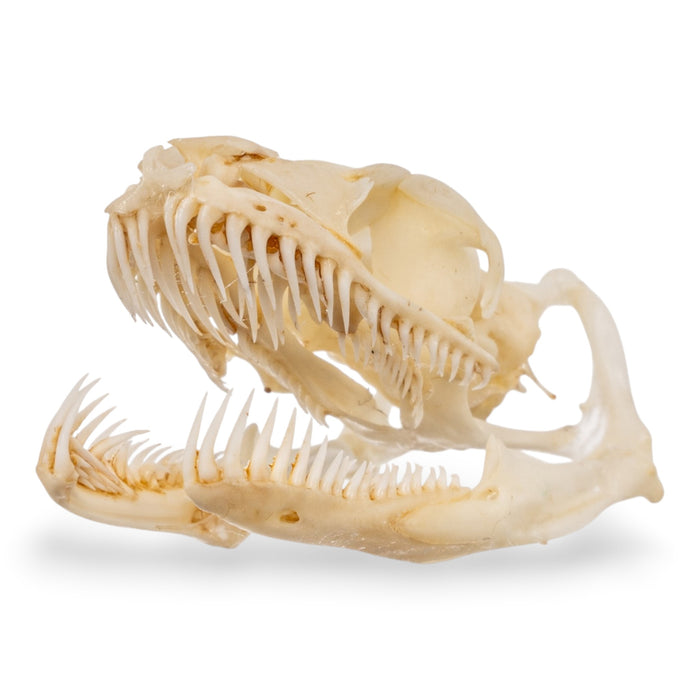 Real Ball Python Skull