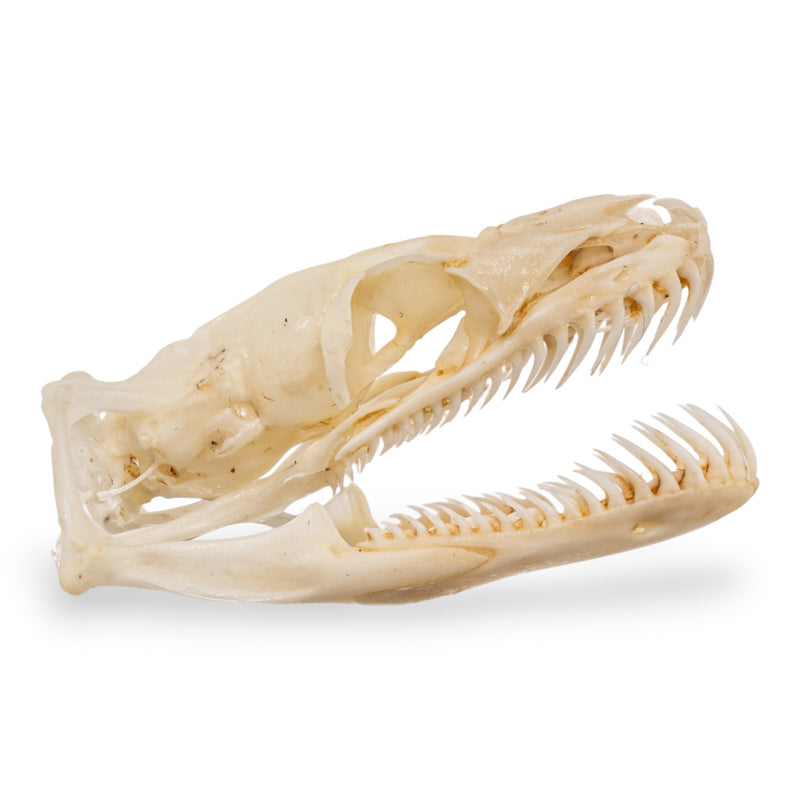 Real Ball Python Skull