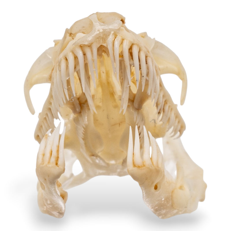 Real Ball Python Skull