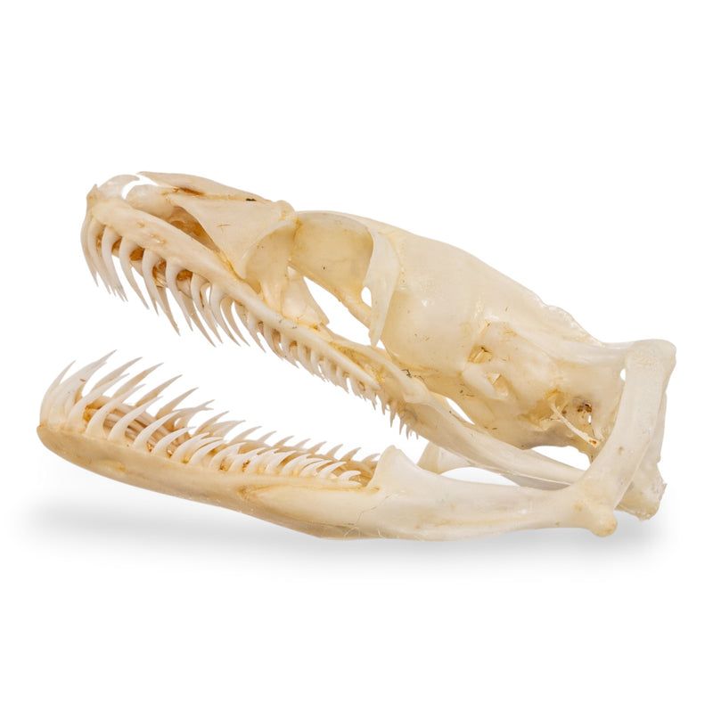 Real Ball Python Skull