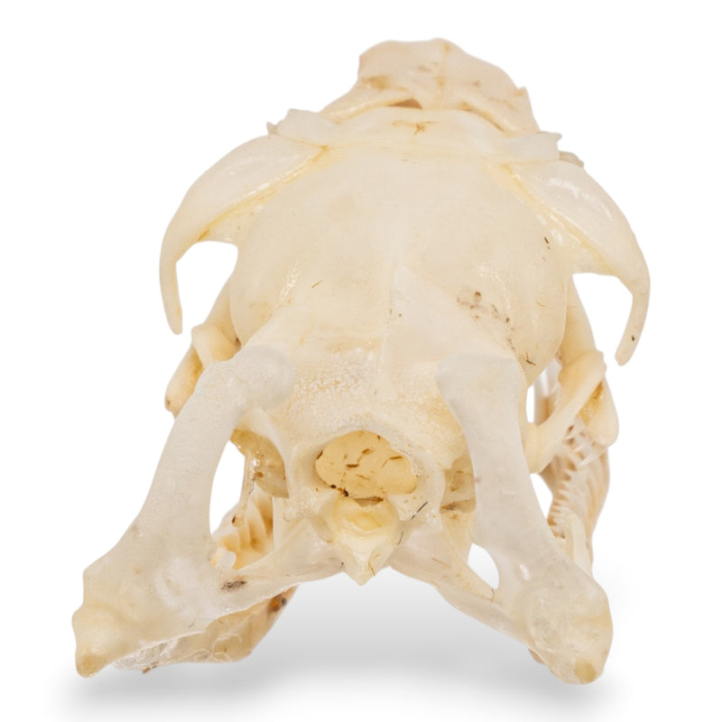 Real Ball Python Skull