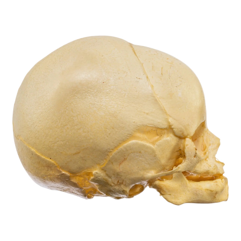 Real Human Fetal Skull