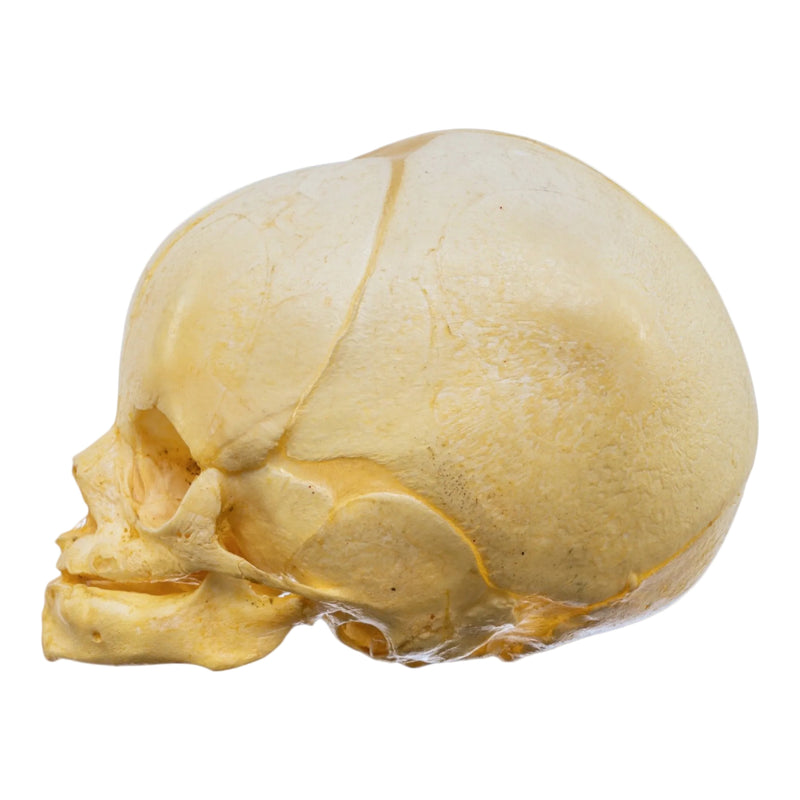 Real Human Fetal Skull