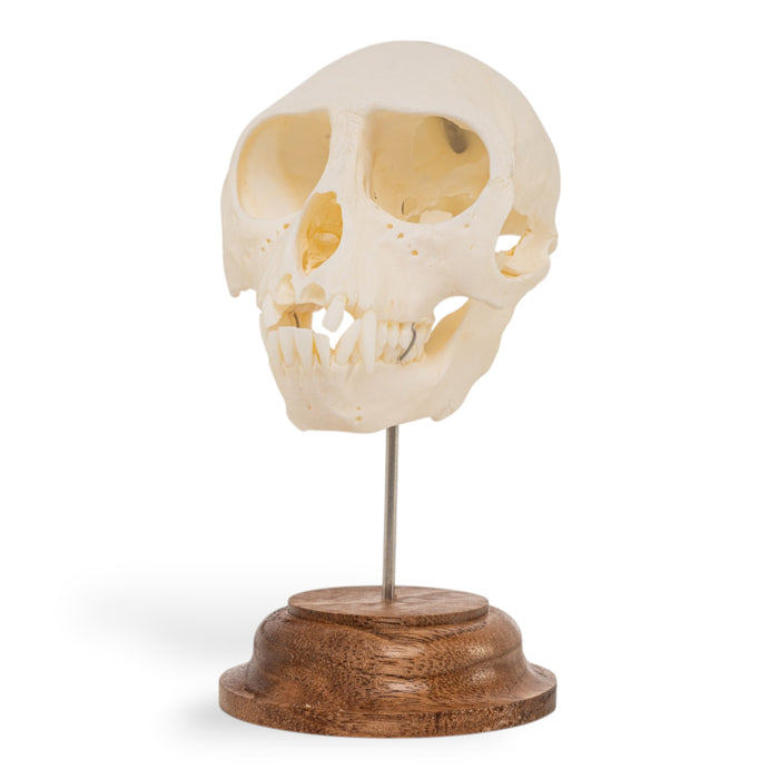 Real Vervet Monkey Skull - Impaired