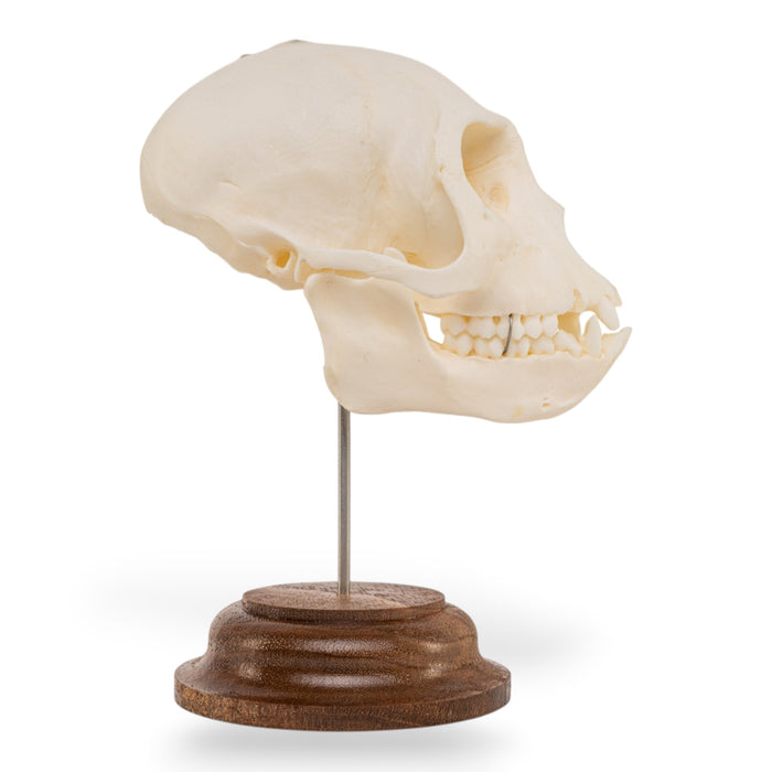 Real Vervet Monkey Skull - Impaired