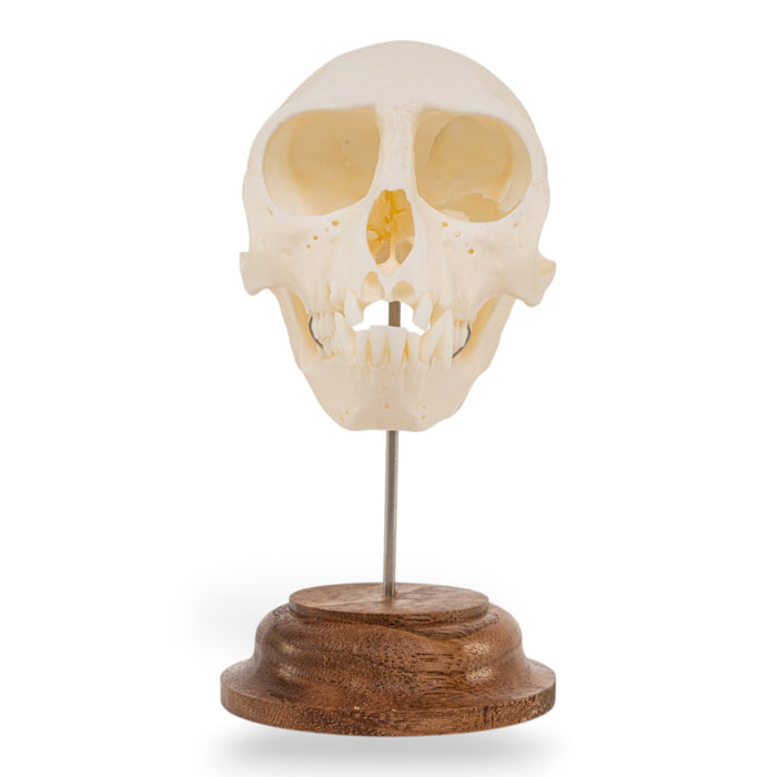 Real Vervet Monkey Skull - Impaired