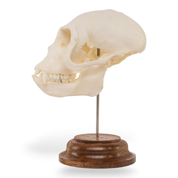 Real Vervet Monkey Skull - Impaired