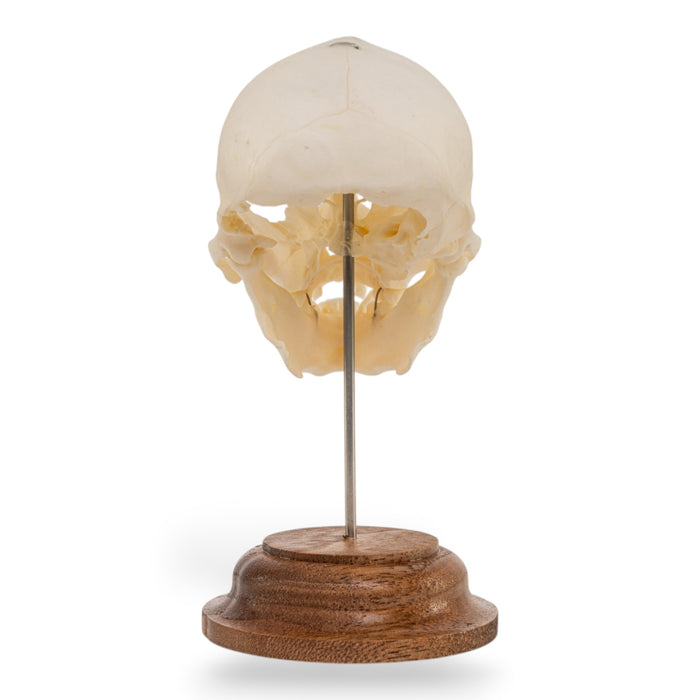 Real Vervet Monkey Skull - Impaired