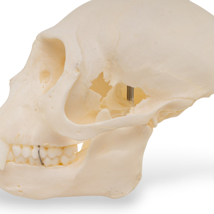 Real Vervet Monkey Skull - Impaired
