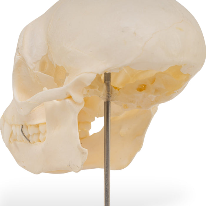 Real Vervet Monkey Skull - Impaired