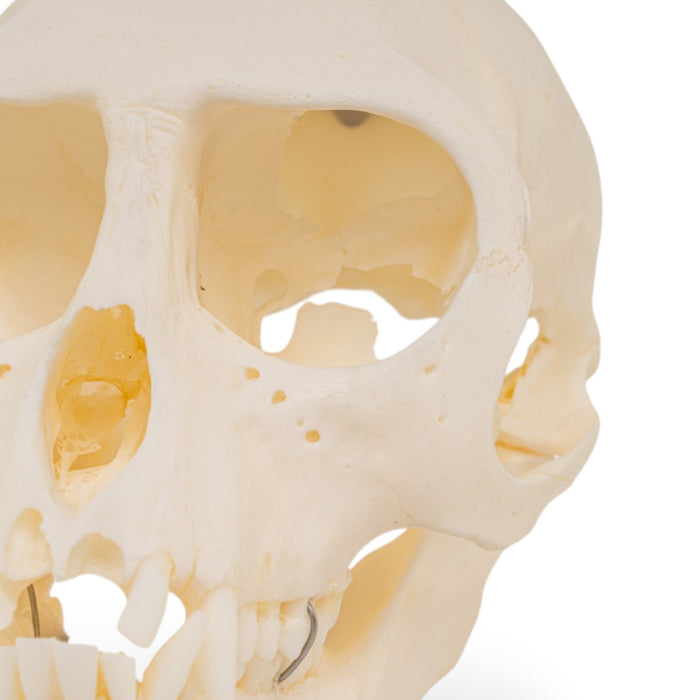 Real Vervet Monkey Skull - Impaired