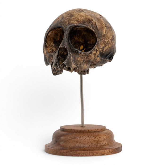 Real Vervet Monkey Skull - Antique