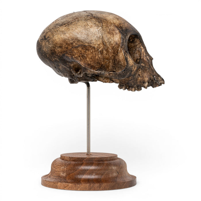 Real Vervet Monkey Skull - Antique