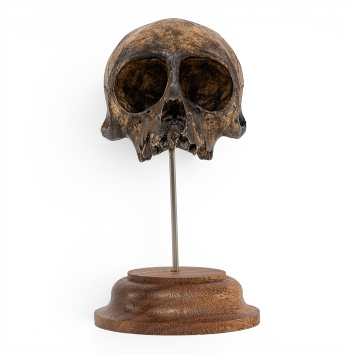 Real Vervet Monkey Skull - Antique
