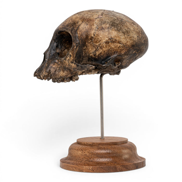 Real Vervet Monkey Skull - Antique