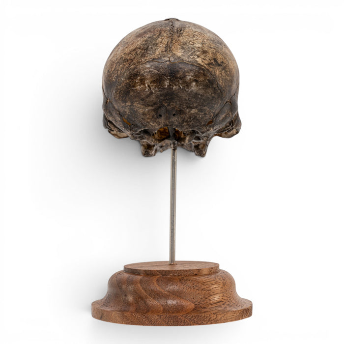 Real Vervet Monkey Skull - Antique