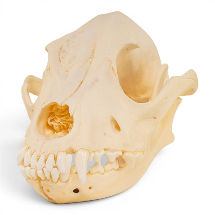 Real Domestic Dog Skull - Pathology
