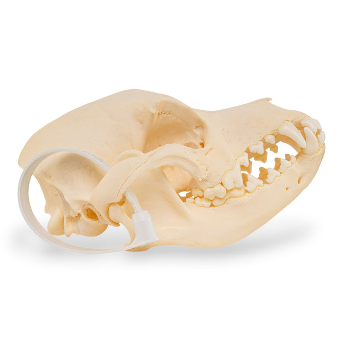 Real Domestic Dog Skull - Pathology