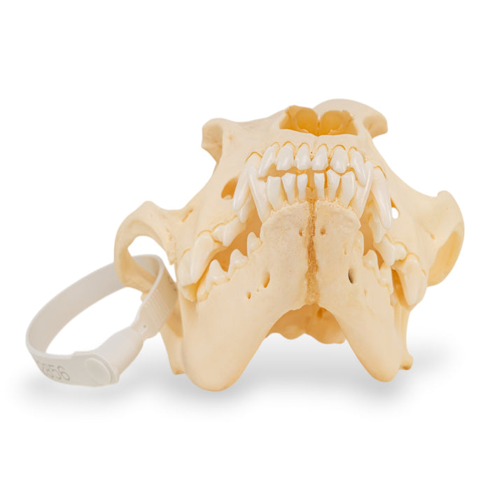 Real Domestic Dog Skull - Pathology