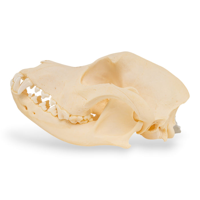 Real Domestic Dog Skull - Pathology