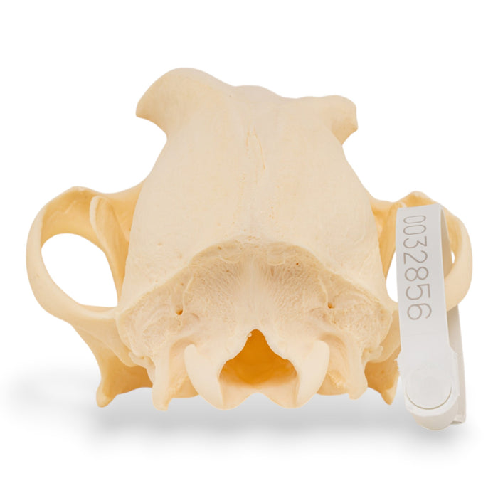 Real Domestic Dog Skull - Pathology