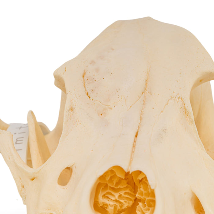 Real Domestic Dog Skull - Pathology