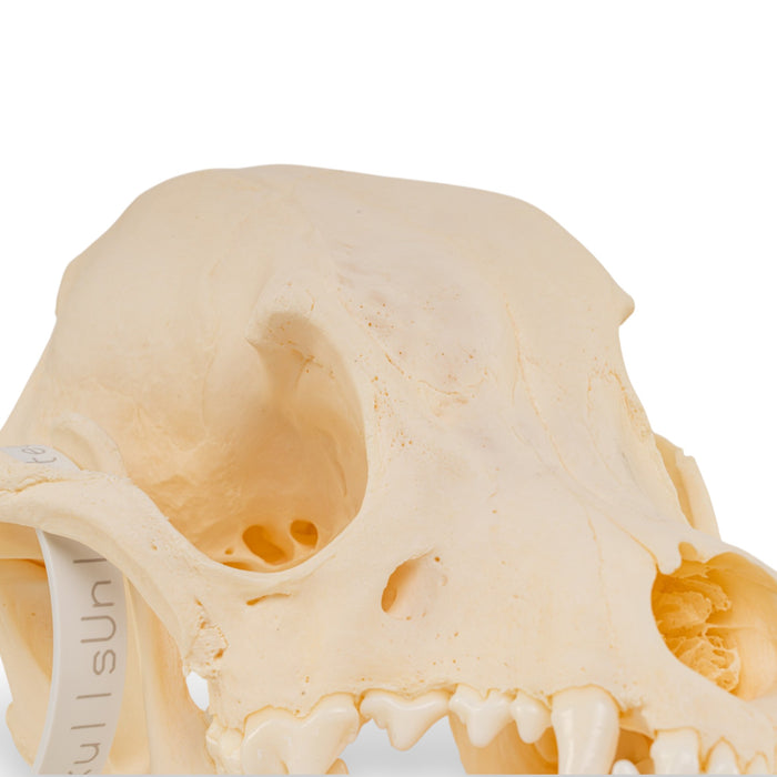 Real Domestic Dog Skull - Pathology