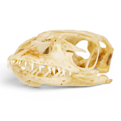 Real Monitor Lizard Skull