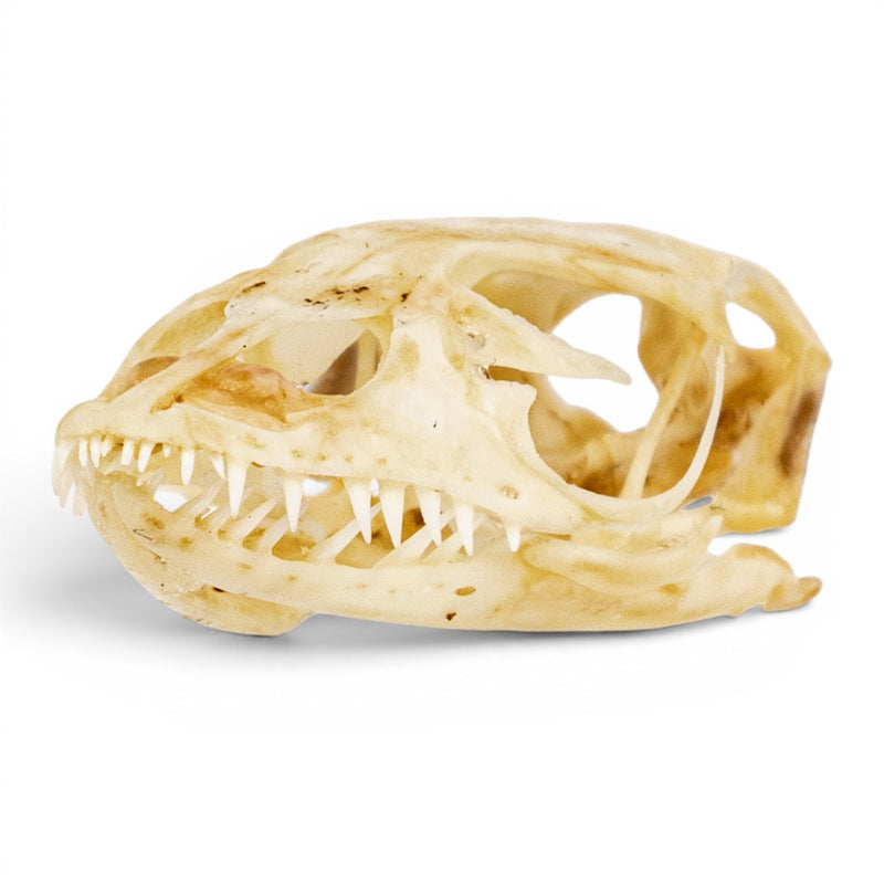 Real Monitor Lizard Skull