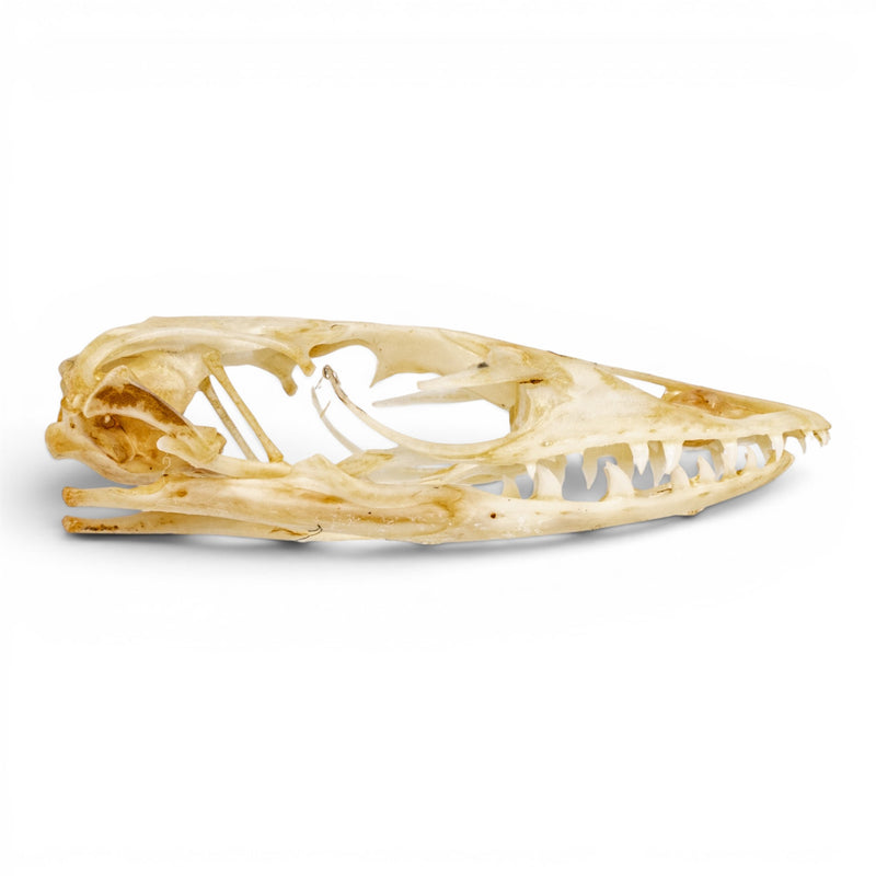 Real Monitor Lizard Skull