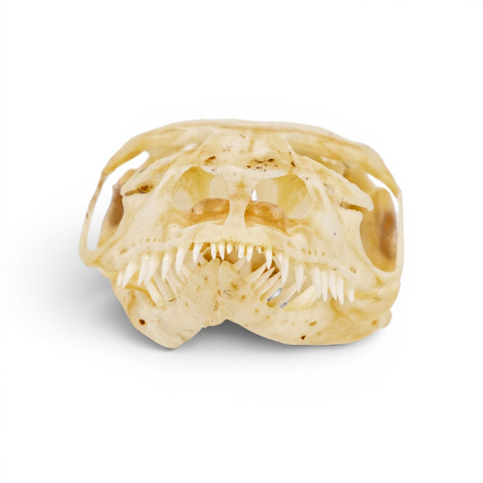 Real Monitor Lizard Skull
