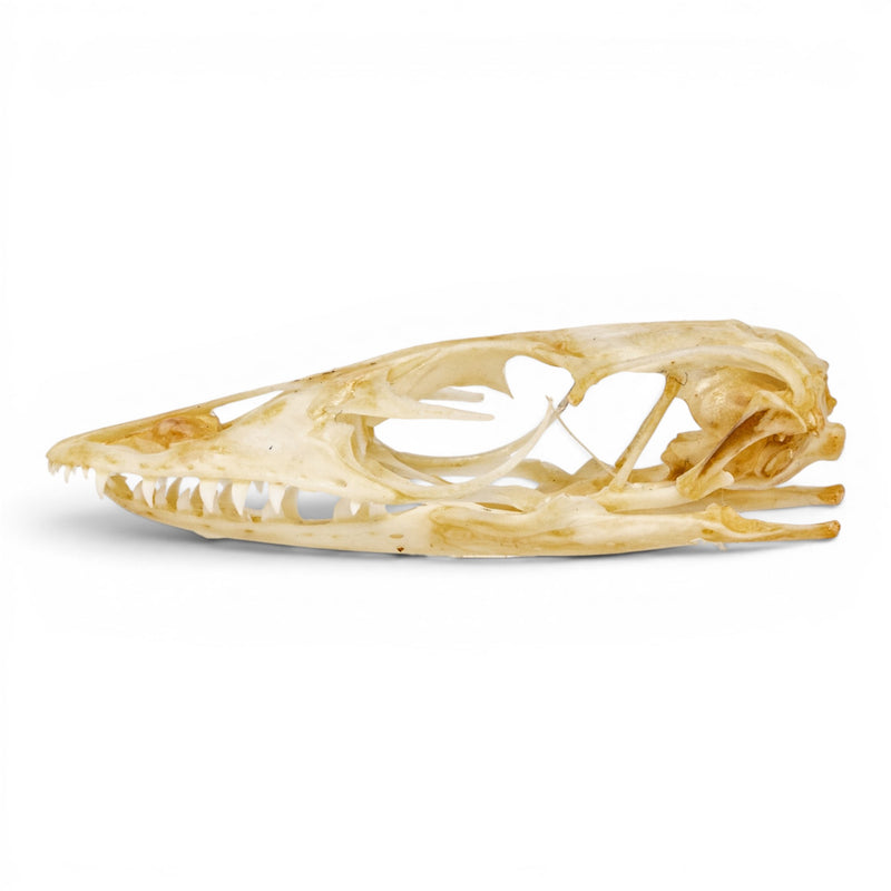 Real Monitor Lizard Skull
