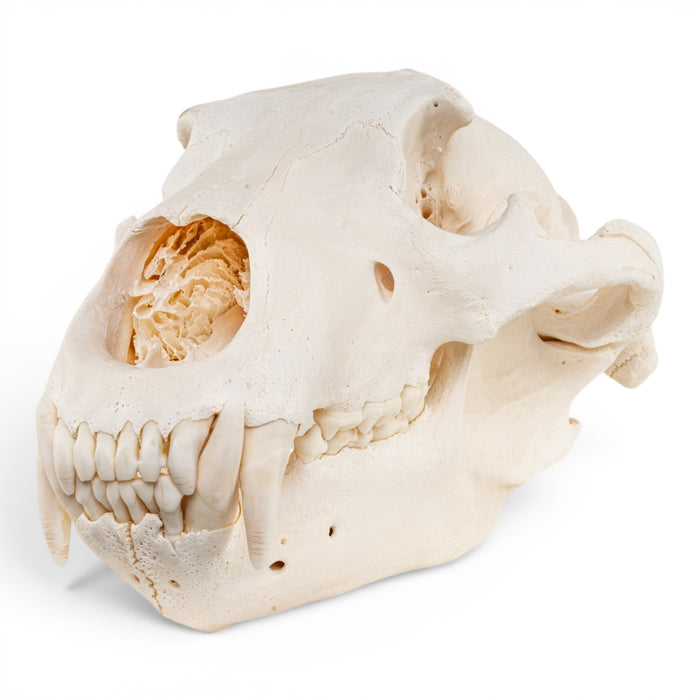 Real Grizzly Bear Skull