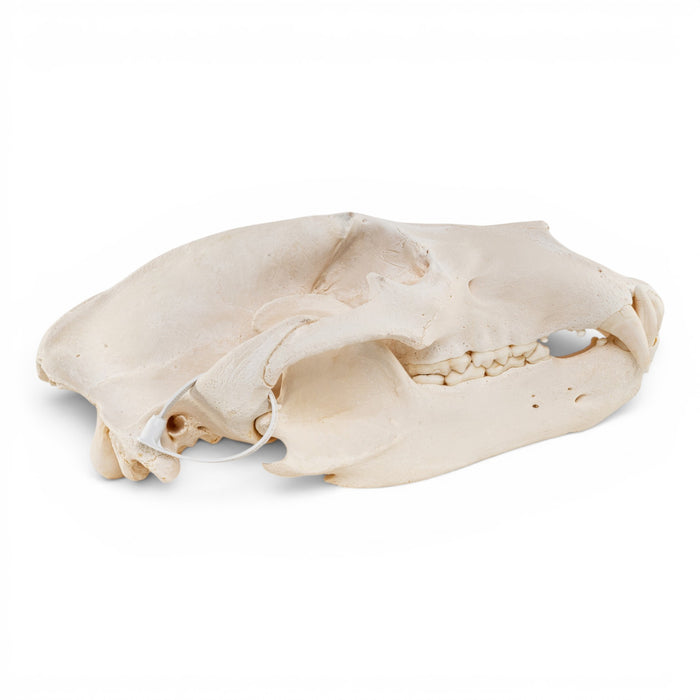 Real Grizzly Bear Skull
