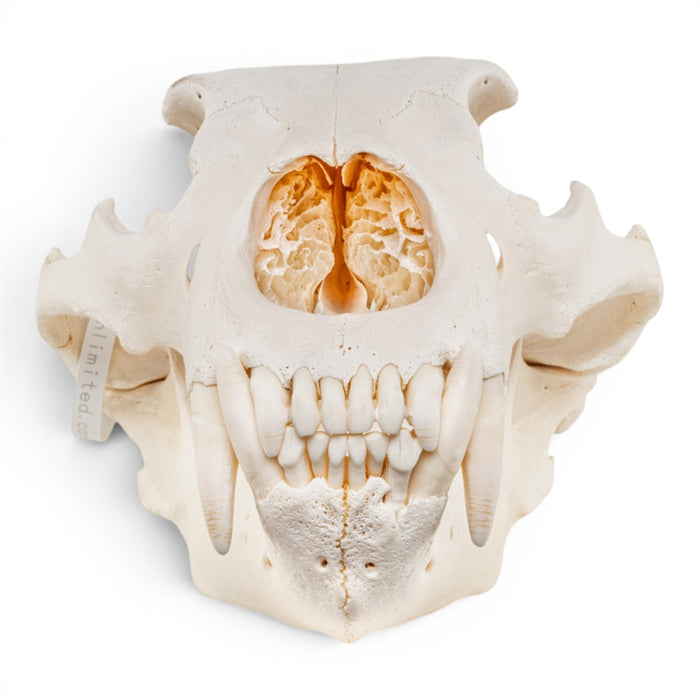 Real Grizzly Bear Skull