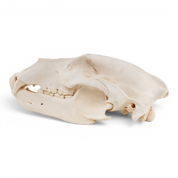 Real Grizzly Bear Skull
