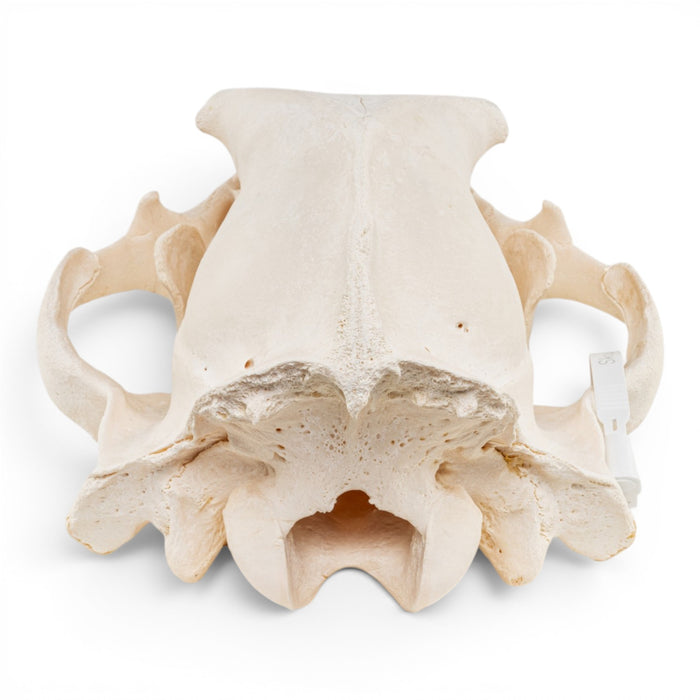 Real Grizzly Bear Skull