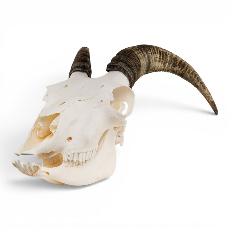 Real Bighorn Sheep Skull