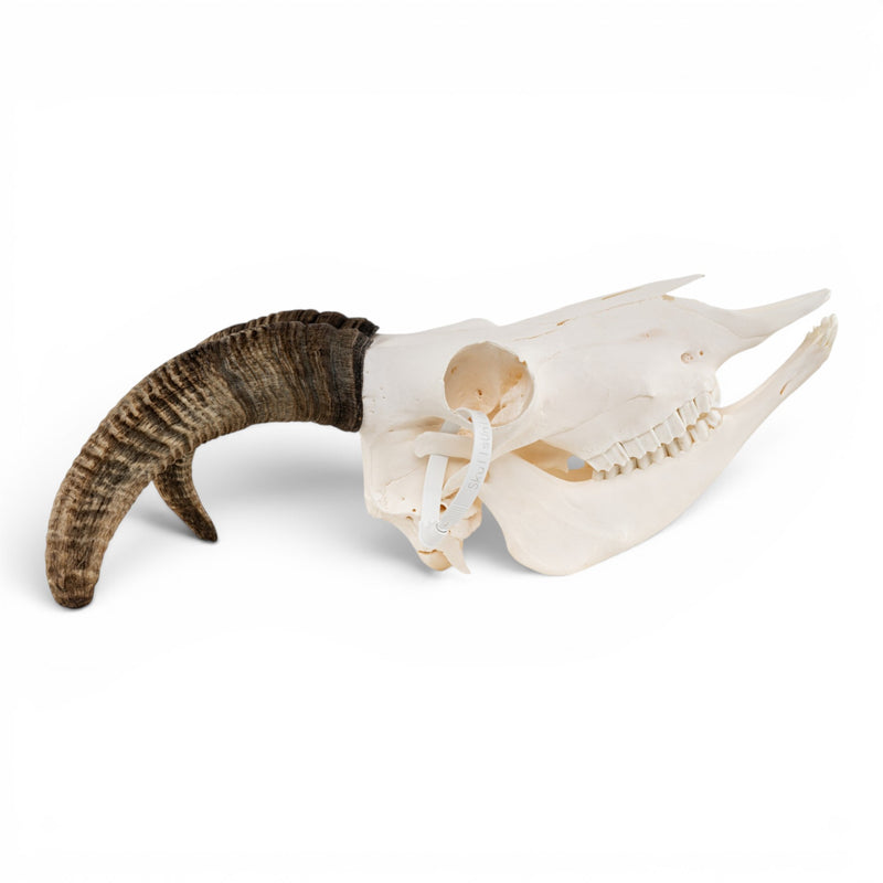 Real Bighorn Sheep Skull